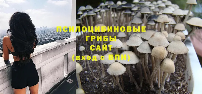 Галлюциногенные грибы Cubensis  Котовск 